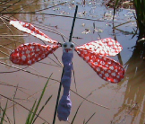 Damselfly Pond life Salford