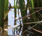 Damselfly Pond life Salford
