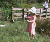 Damselfly Pond life Salford